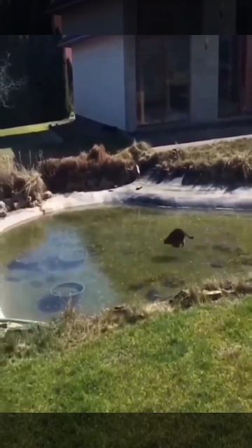 Котик на рыбалке. Подморозило. Всё пошло не по плану.