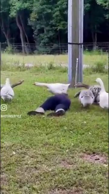 Гуси-спасатели
