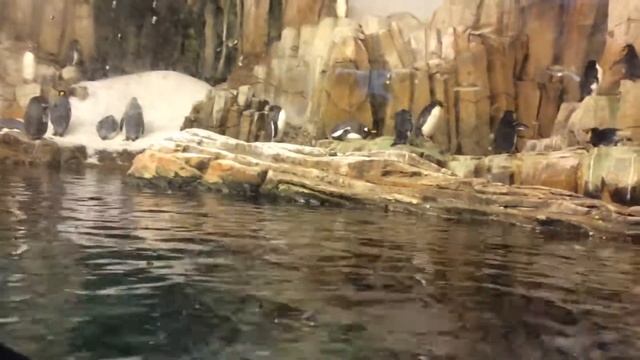 Прикольные пингвины, часть 2