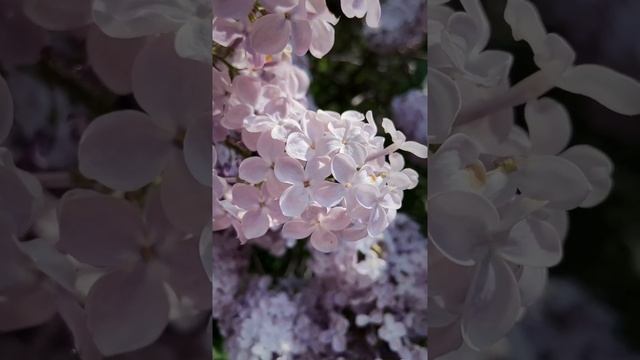 КЛАССИЧЕСКАЯ МУЗЫКА ДЛЯ УТРА/ДЛЯ СНА/РЕЛАКС/МЕДИТАЦИЯ