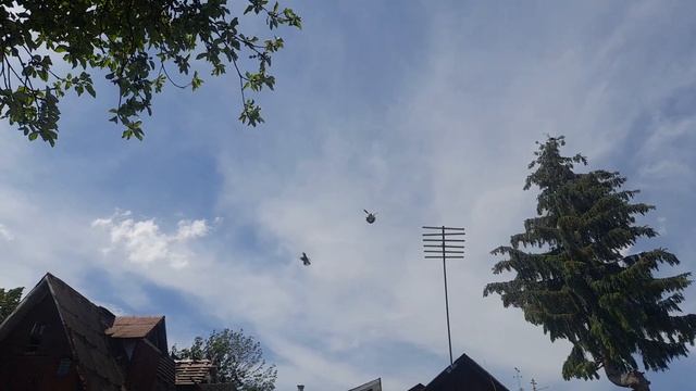 Николаевские голуби слетают в сильный ветер