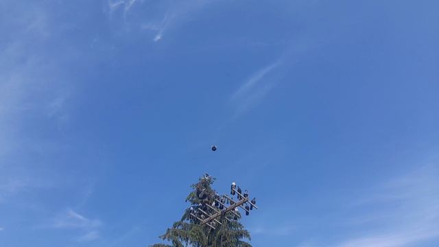 Николаевские голуби 29.05.25 г