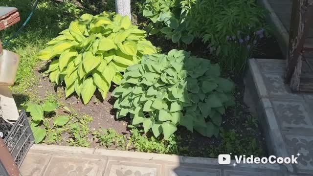 Vlog/34/У нас лето наступило/Покупки для дачи/ Рассада на 27 мая/ Супчик из Петелинки...