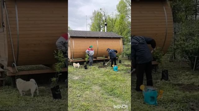 Жимолость, приобретение и посадка...