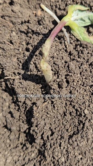 Подгрызающая совка на подсолнечнике #агроном #сельскоехозяйство