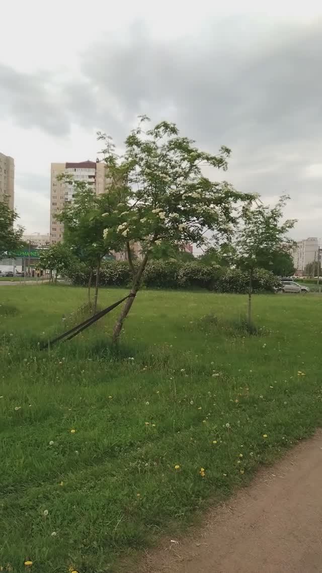 Цветут молодые рябины. 29 мая 2025.