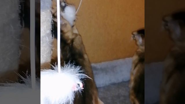 малыши🐈.mp4