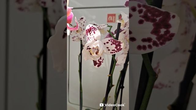 Обзор моего орхидейного улова