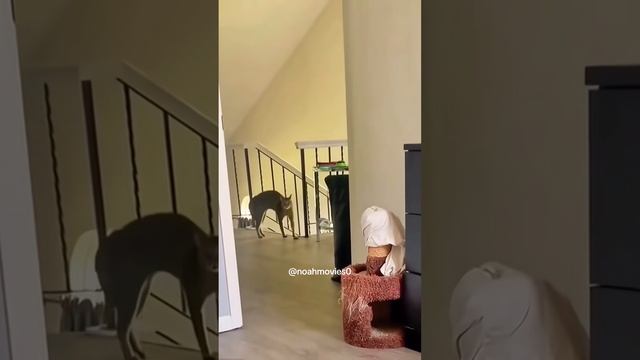 Котики