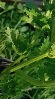 Высадка корневого сельдерея. Что я делаю чтобы вырастить большую головку корневого сельдерея