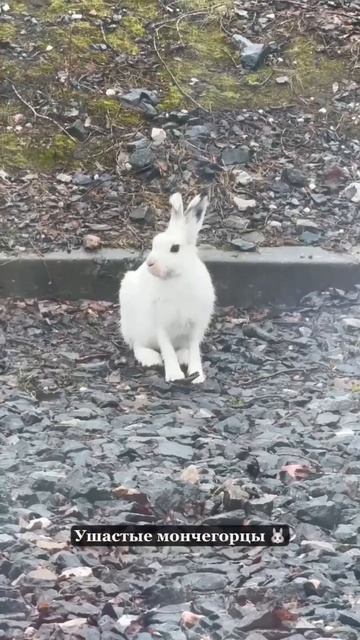Ушастые мончегорцы 🐰