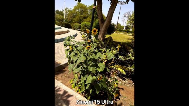 Xiaomi 15S Pro vs Xiaomi 15 Ultra - сравнение камер в реальной жизни