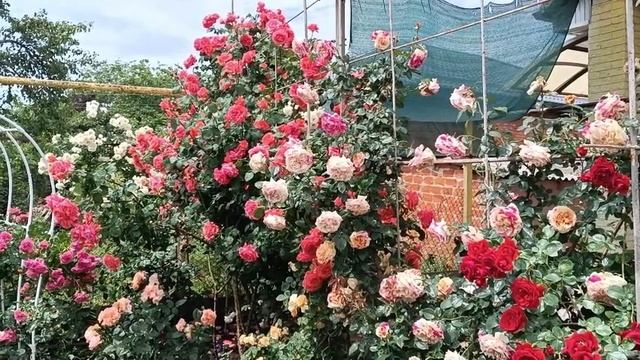 Цветение роз. Динская. 29.05.2025