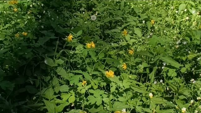 Бабочка пьет нектар.Травяные ковры в конце мая.