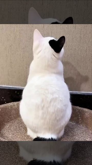 Что вы на этих котиков заметили???