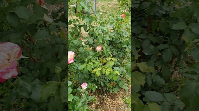 Приехали на дачу🏡