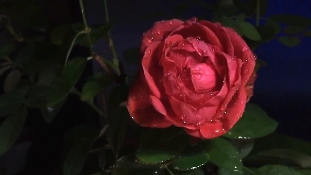 Медитация на любовь к себе - 10 минут