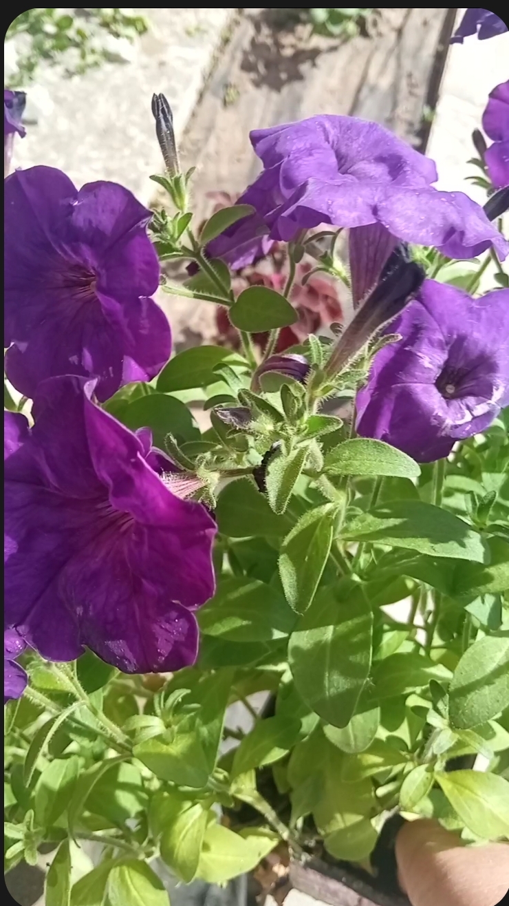 Кардинальная стрижка петунии