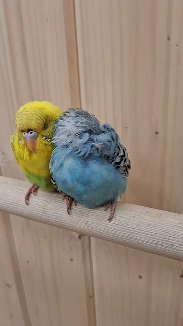 Прижались друг к дружке ЛАПУШКИ🥰