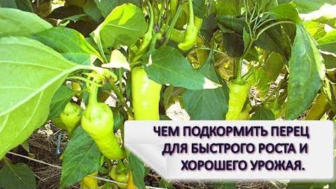 ЧЕМ ПОДКОРМИТЬ ПЕРЕЦ ДЛЯ БЫСТРОГО РОСТА!