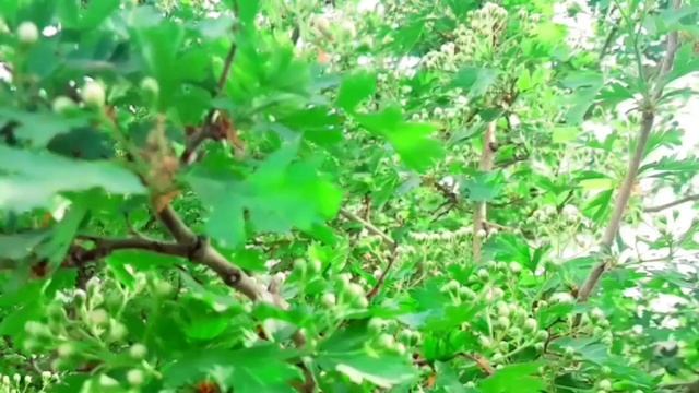 Свекровь потребовала, чтобы Варя оформила свою кварти