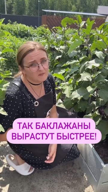 Так баклажаны вырастут быстрее.