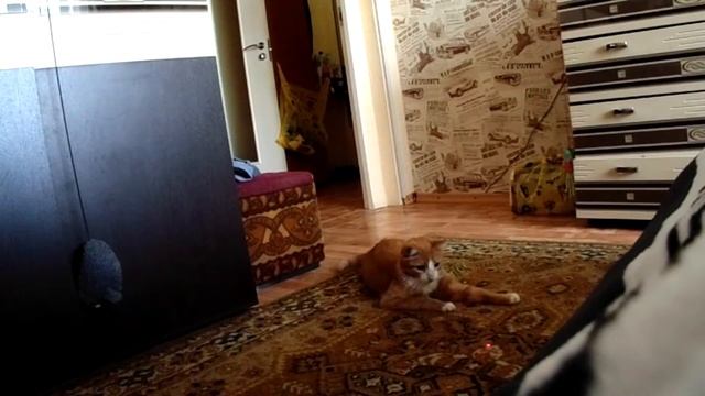 Видео с котейками. СМОТРЕТЬ ВСЕМ