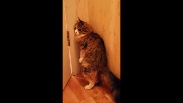 Кошка срет стоя