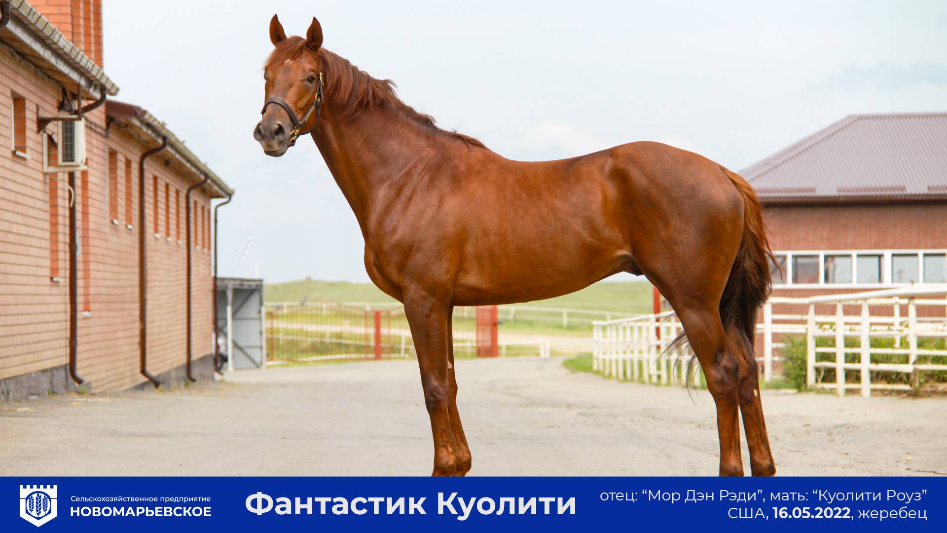 Продается опытный жеребец «Фантастик Kуoлити» (Fantastic Quality)