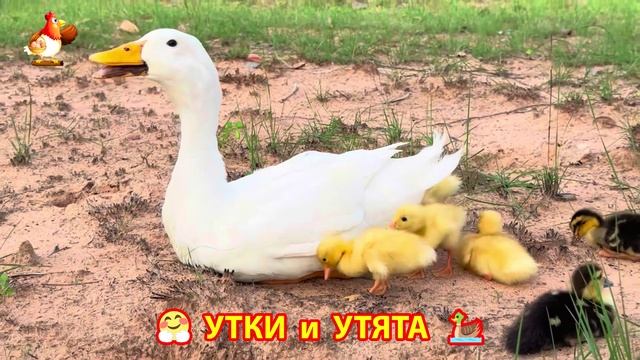 Утки с Утятами гармония во дворе 🦆🤗❣️(26)