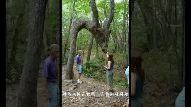 Деревья скульптуры