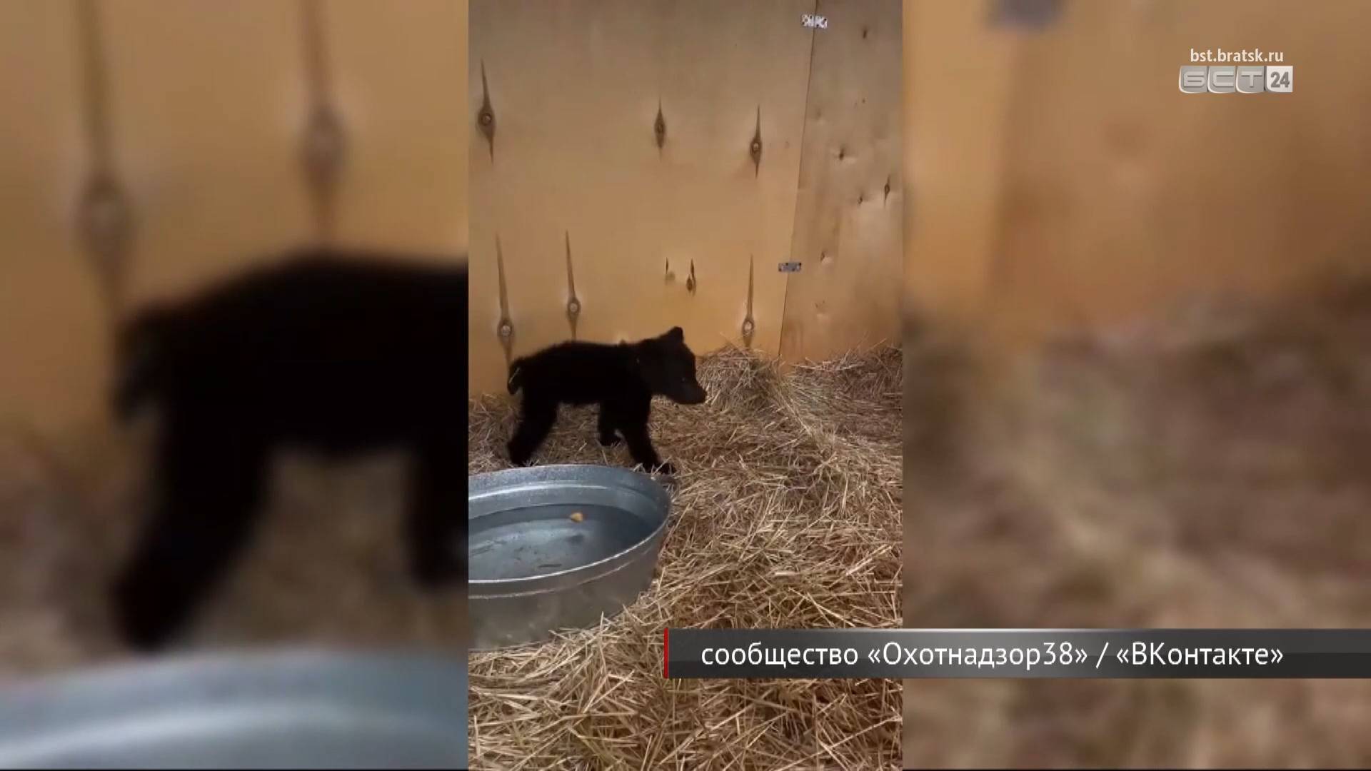 Осиротевший медвежонок из Братского района нашёл новый дом