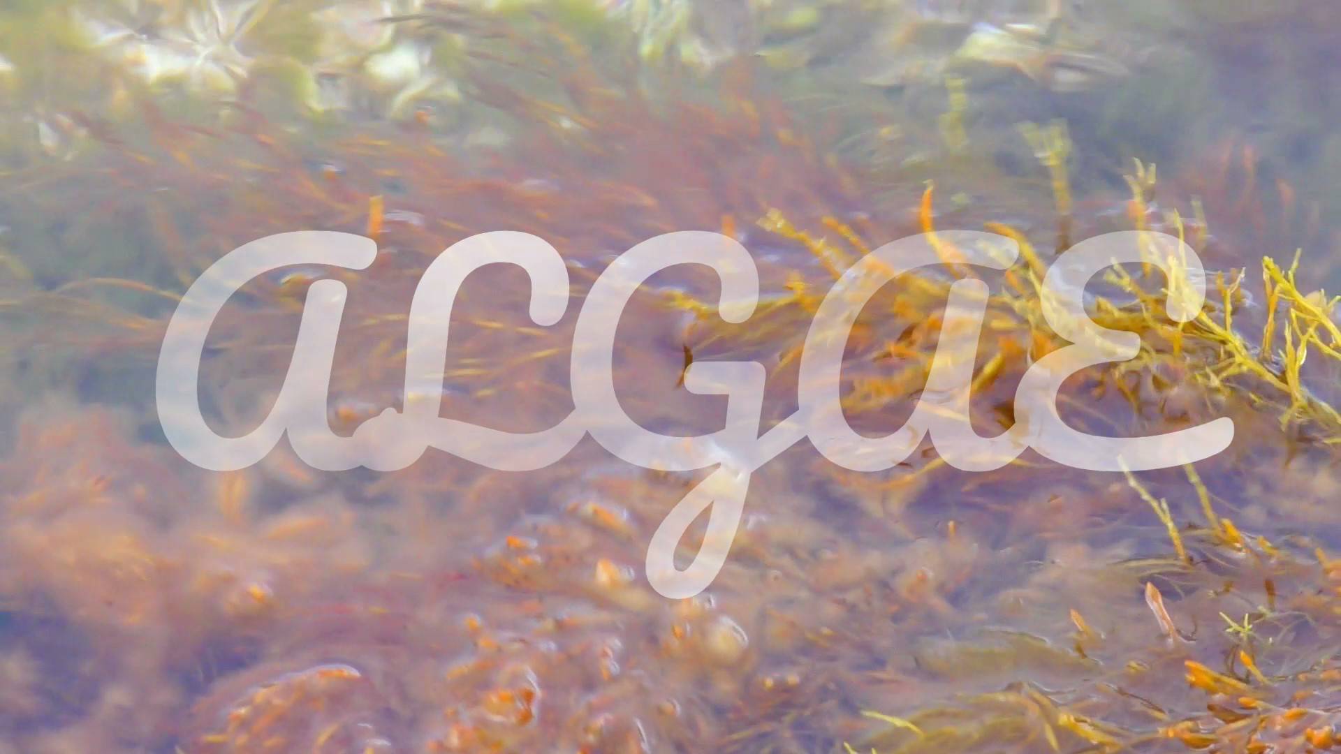 ALGEA