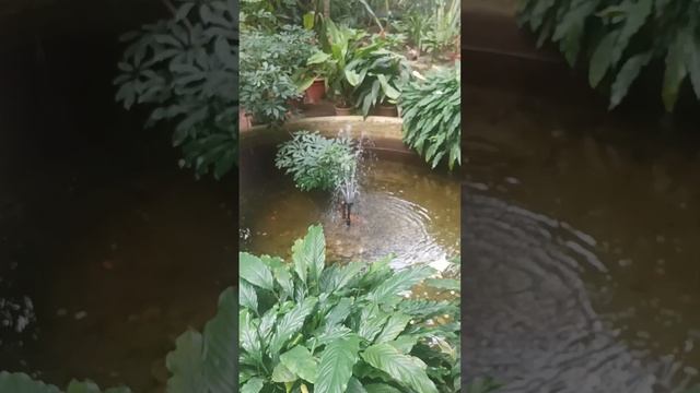 Ботанический сад в Петербурге