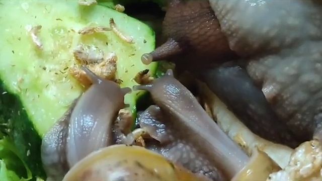 Ахатины гигантские кушают всей семьёй