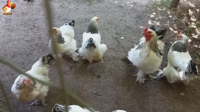 Куры Брама с лохматыми лапами прекрасные несушки (9)