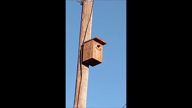 Скворцы