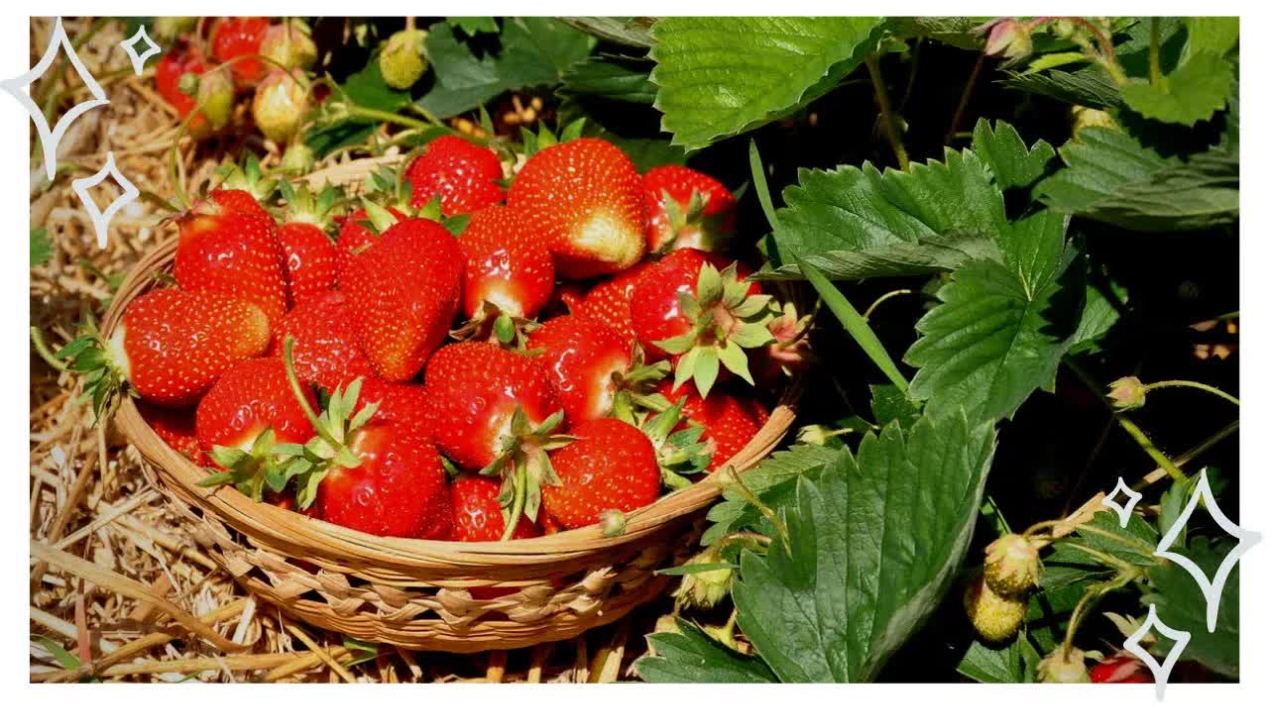 Подкормка клубники после сбора урожая, когда и чем удобрять