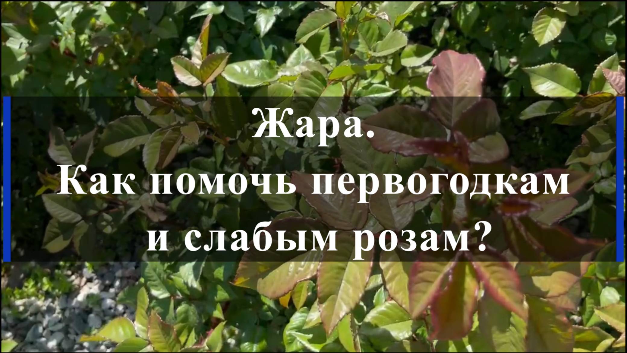 Жара. Как помочь первогодкам и слабым розам?