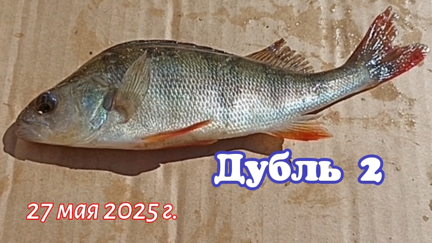 Дубль 2