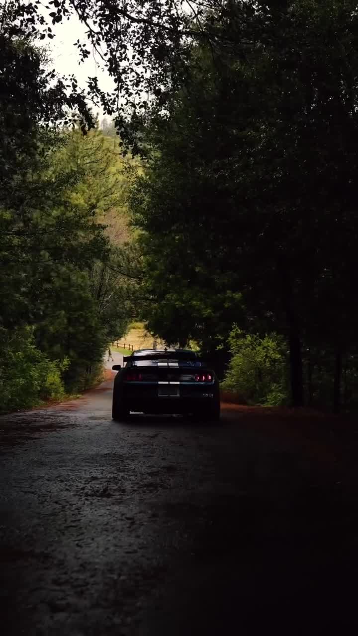 #авто #лес