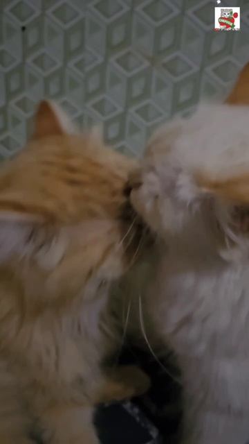 Сладких снов 🌜❤️😻