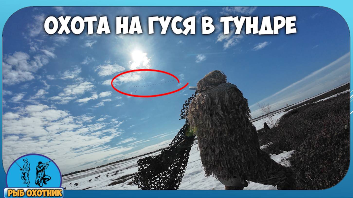 Охота на гуся на северах в Муравленко на снегоходе по тундре