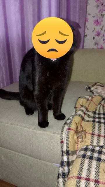 😣 #12котят #актив #новерноеудалюканал