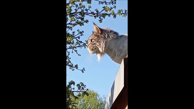 Коты