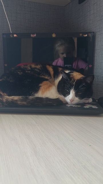 Мурка на ноутбуке (^.^)🐱💟
