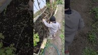 Сынуля в 3 годика помогает ухаживать за виноградом на даче! 😍🥰🤗👍🍇