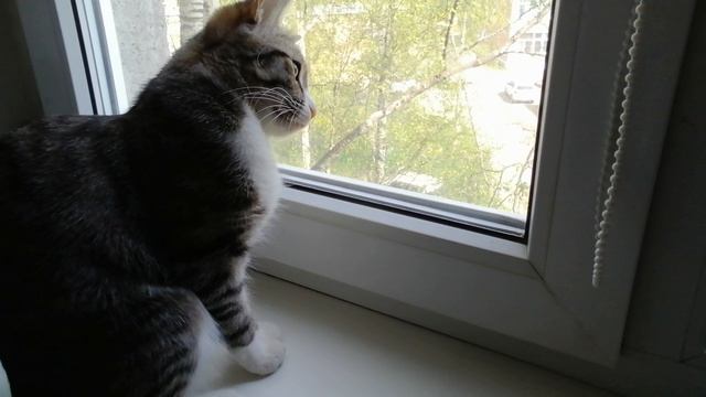 Доброе утро Насекомые 🐈🐱🐱🐱