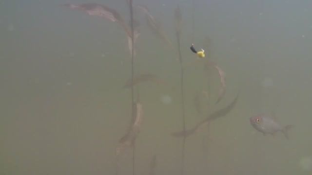Реакция рыбы на мормышку