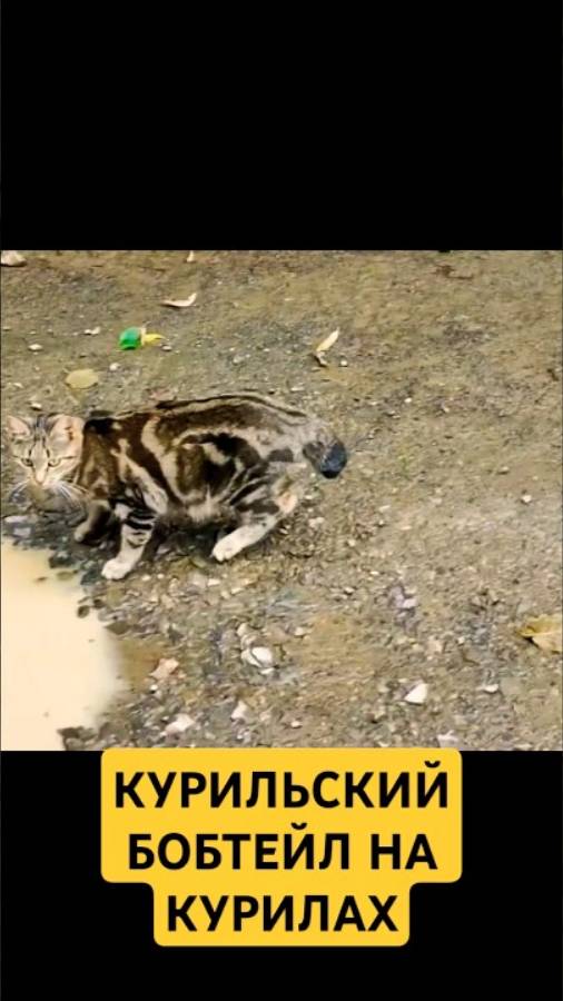 Курильский бобтейл на Курилах #курильскийбобтейл 

#курилы #курильскиеострова